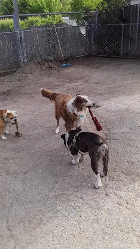 Dog day care center Camp Rawhide Vallejo