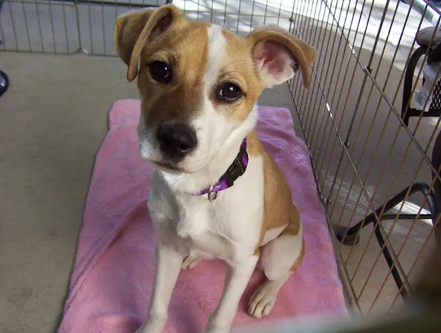 Dog day care center Bastet Veterinary Hospital El Cajon
