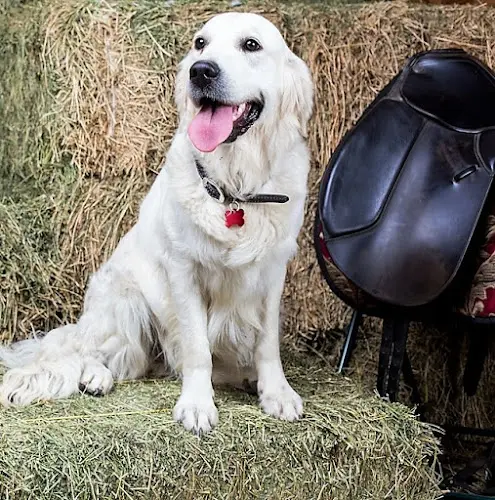 Dog breeder Furhaven K9s Murrieta