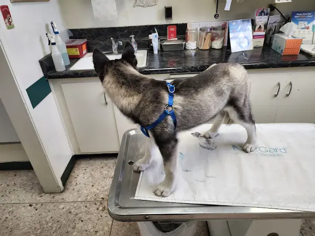 Pet vet Garfield Animal Hospital Carson