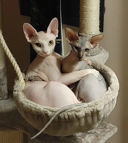 Rescue & Shelter Luxor Sphynx Cattery Simi Valley