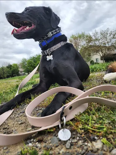 Dog trainer Nomadic Dog Training Sacramento
