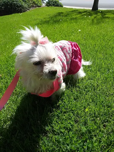 Rescue & Shelter Precious Paws & Claws Pet Salon West Covina