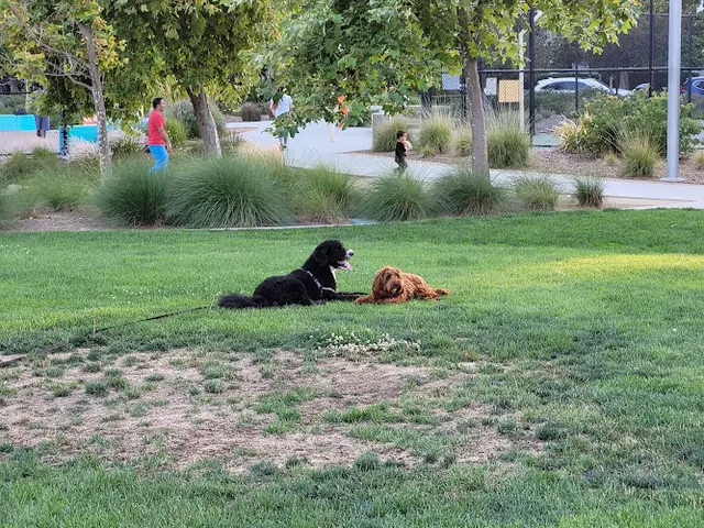 Dog Park Seven Seas Park Sunnyvale
