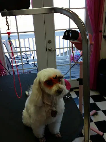 Dog Grooming Bubbles And Bows Grooming And Boutique Bend