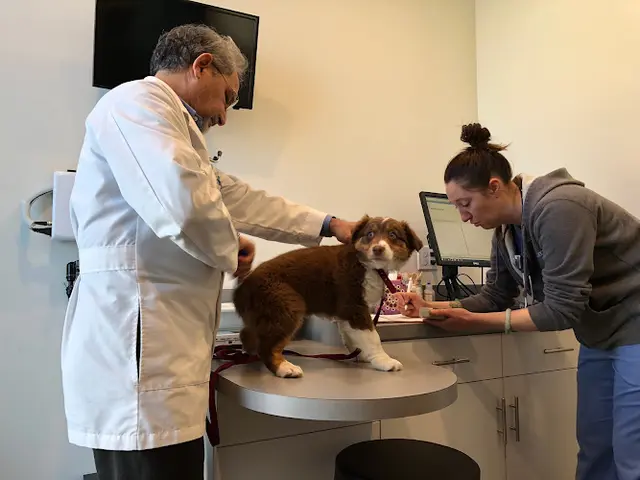 Pet vet University Vet Hospital Richmond