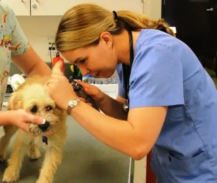 Pet vet Moreno Valley Animal Clinic Moreno Valley