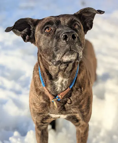 Dog breeder Courtney's Canine College Spokane