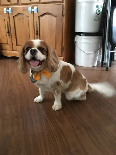 Dog Grooming Damascus Dog Grooming Gresham