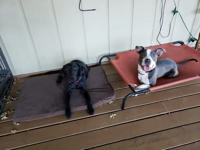 Rescue & Shelter 11th Hour K9 Rescue Rehab and Rehome Richmond