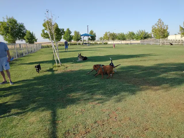 Dog Park Mesa Marin Dog Park Bakersfield
