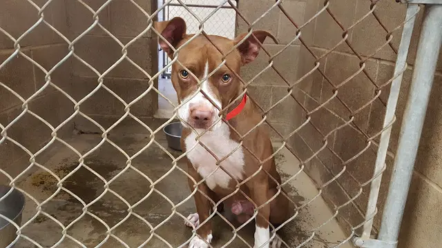 Dog breeder Central California SPCA Fresno