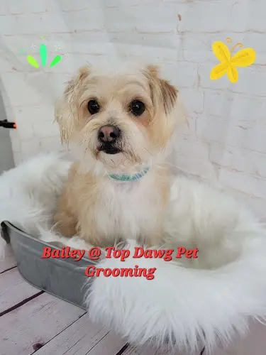 Dog Grooming TOP DAWG PET GROOMING Costa Mesa