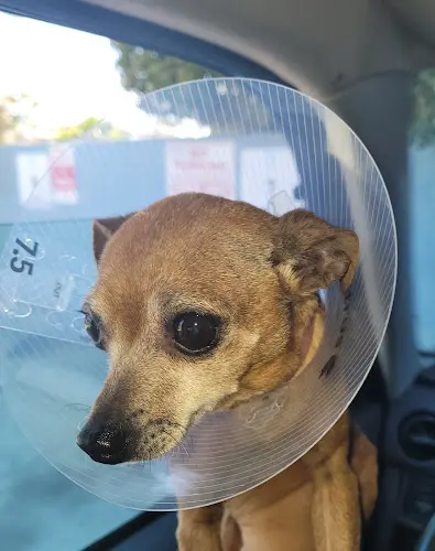Pet vet Animal Hospital of South Bay Carson