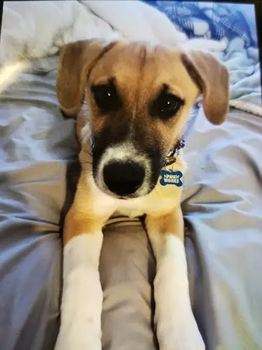 Dog breeder Paw Works Simi Valley