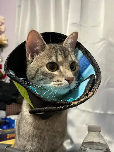 Pet vet Companion Animal Clinic Yakima