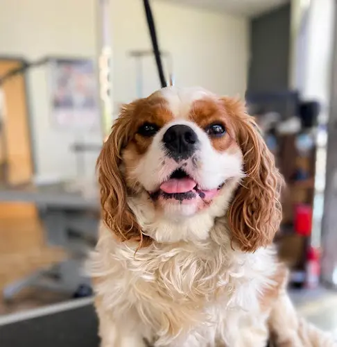 Dog Grooming Perfectly Pawsh Pet Salon Vallejo
