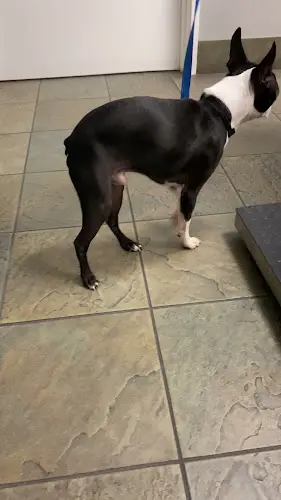 Rescue & Shelter Animal Hospital of Thousand Oaks Thousand Oaks