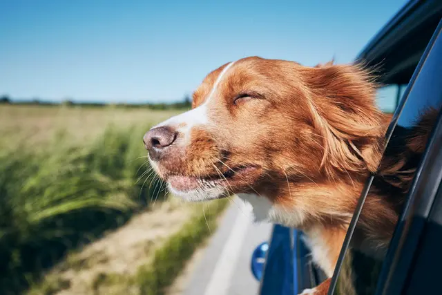 Dog trainer Understanding Dog Training Sacramento