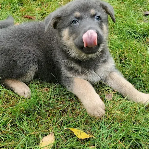 Dog breeder Petco Federal Way