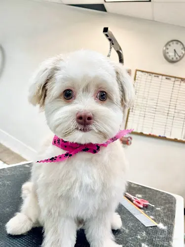 Dog day care center Fluff and Puff Dog Wash San Mateo