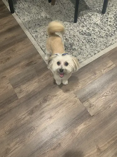 Dog Grooming Posh Paws Grooming Salon & Daycare Roseville