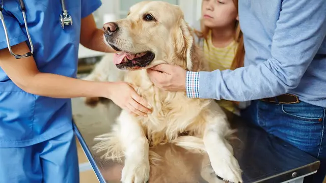 Pet vet Juanita Hills Animal Hospital Kirkland