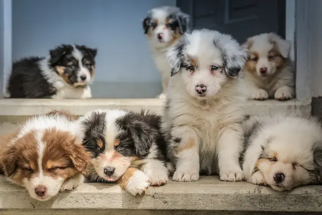 Dog day care center Hello Bestie Pet Services West Covina