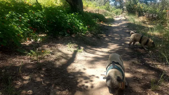 Dog Park Marian Bear Memorial Park San Diego
