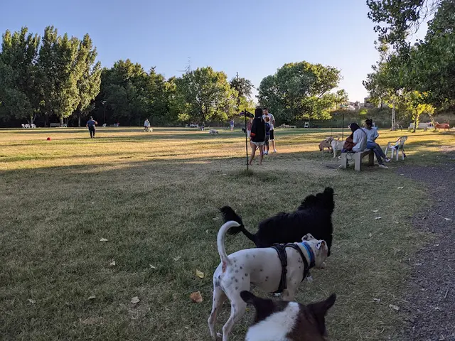 Dog Park Toad Hollow Dog Park Sacramento