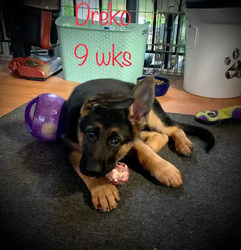 Dog breeder Majestic Royal German Shepherds Federal Way