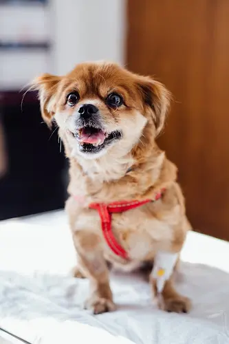 Pet boarding service Ontario Veterinarian Ontario