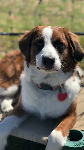 Dog breeder Smith Pak Working Dogs Spokane