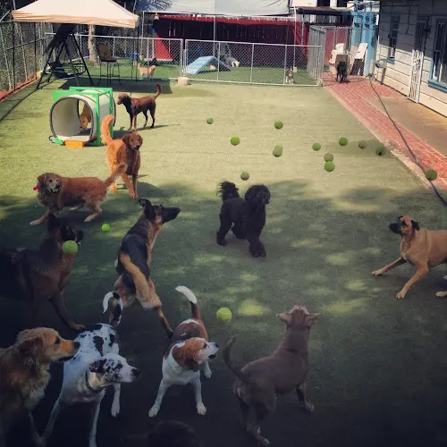 Rescue & Shelter Fon Jon Pet Care Center San Diego