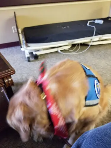 Pet boarding service The Paw Spa Yakima