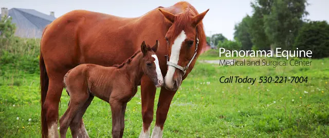 Pet boarding service Panorama Equine Medical and Surgical Center Redding