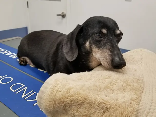 Pet vet Jamul Veterinary Hospital Chula Vista