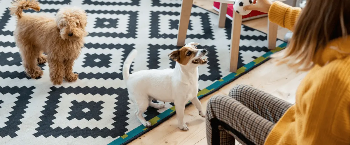 Dog daycare near Tacoma