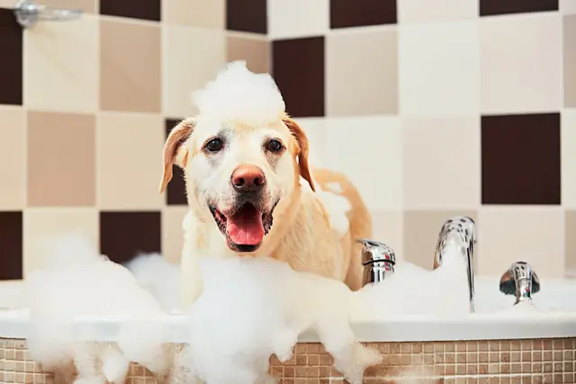 Pet boarding service Petrichor - The Pet Salon Costa Mesa