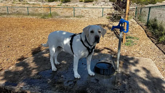 Dog Park MacKay Park Bark Park San Bernardino