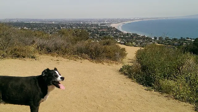 Dog Park Palisades Park Santa Monica