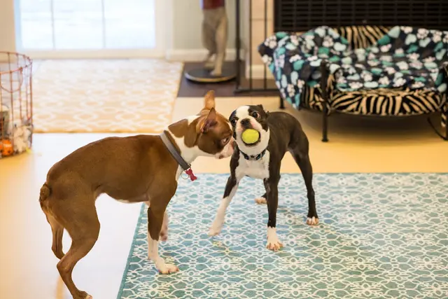 Dog day care center The Yuppie Pup LLC Anchorage