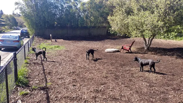 Dog Park Pacheco Dog Park South Gate