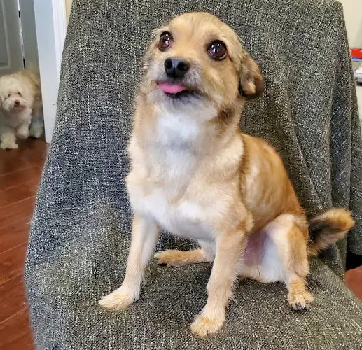 Pet boarding service Tilt Pet Spa San Francisco