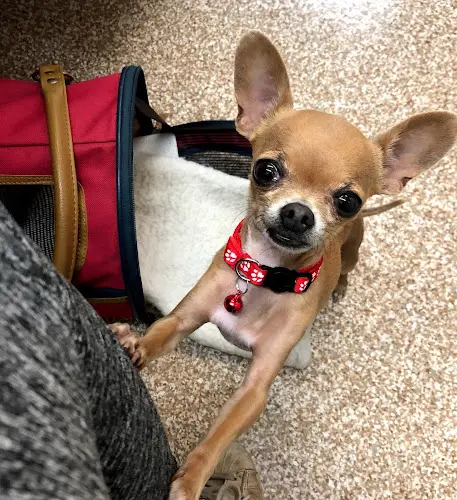 Rescue & Shelter Pets Lifeline Vallejo