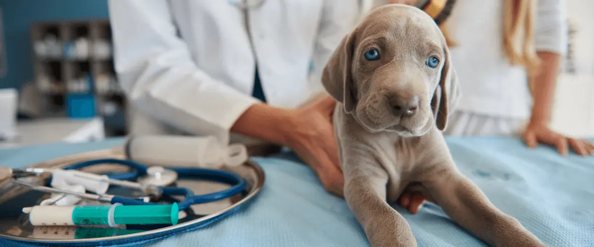 Veterinarians near Berkeley