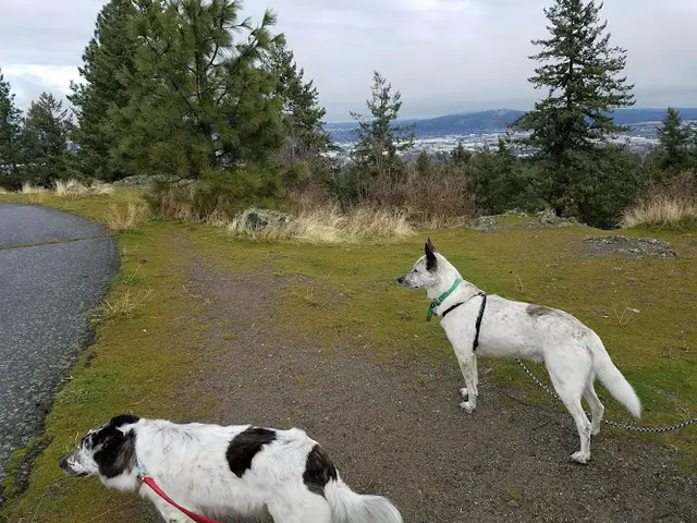 Dog Park Upper Lincoln Park Spokane