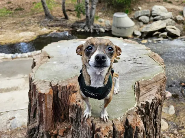 Dog Park Heart Rock Trail San Bernardino