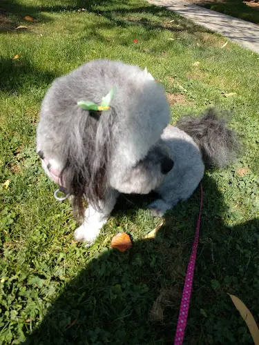 Pet boarding service Knotty Doggy Bath House Fresno
