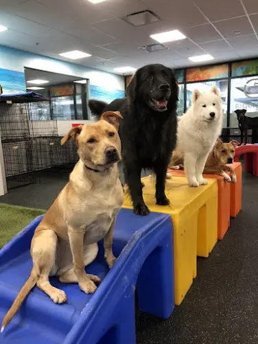 Dog day care center Dogtopia of South Waterfront Portland